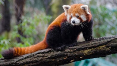 Red Panda