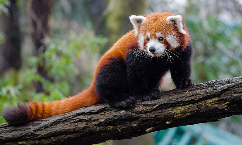 Red Panda