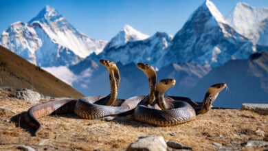 Snake