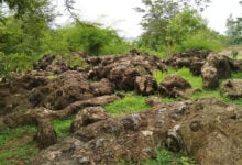 Sonbhadra Fossils Park