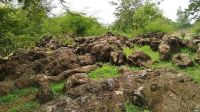 Sonbhadra Fossils Park