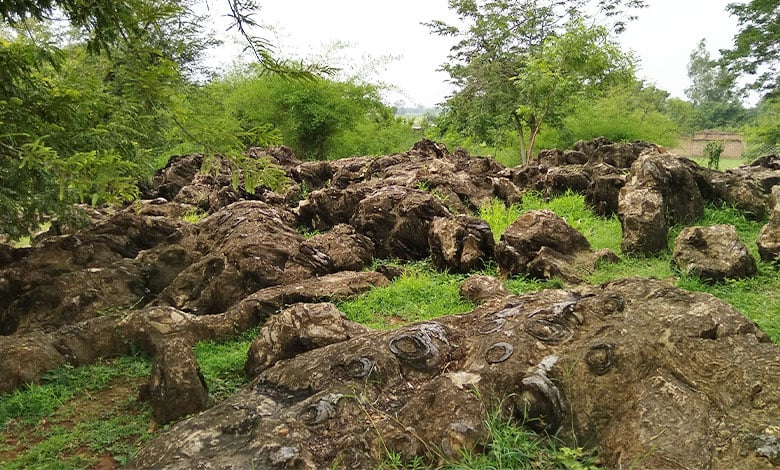 Sonbhadra Fossils Park