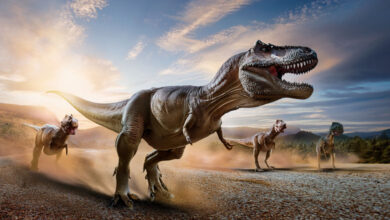 Dinosaur