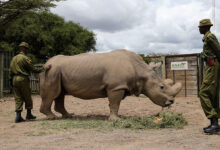 Male Northern White Rhino