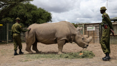 Male Northern White Rhino