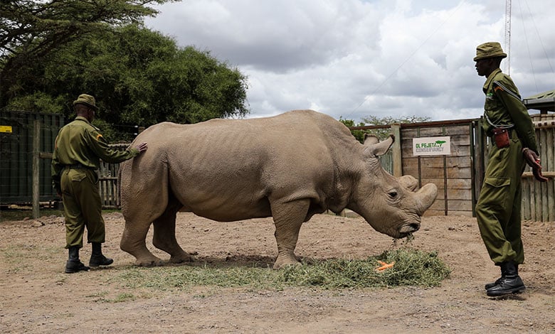 Male Northern White Rhino