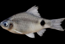 Pethia dibrugarhensis
