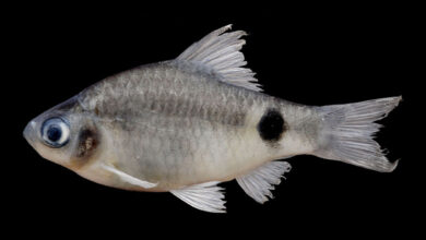 Pethia dibrugarhensis
