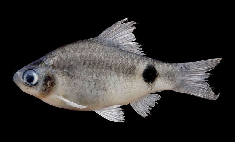 Pethia dibrugarhensis