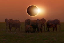 Solar Eclipse