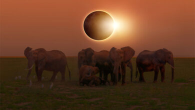 Solar Eclipse