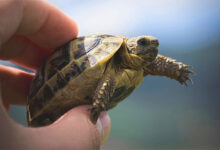 Turtle