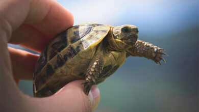 Turtle