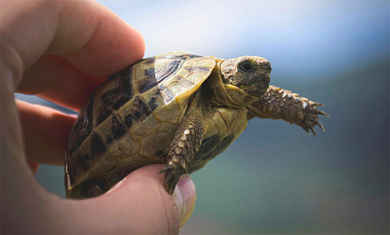 Turtle