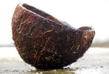 Coconut