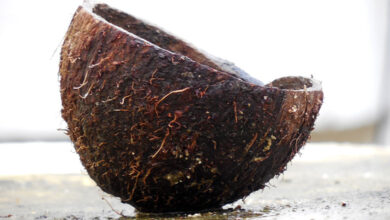 Coconut