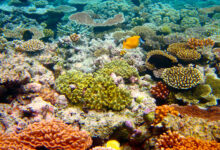 Great Barrier Reef