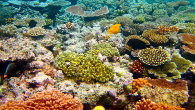 Great Barrier Reef