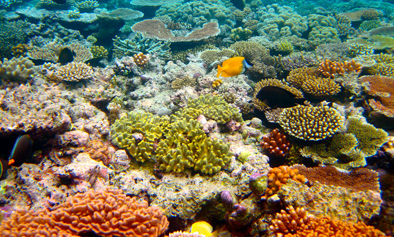 Great Barrier Reef