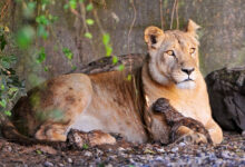 Lion