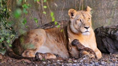 Lion