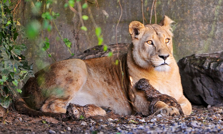 Lion