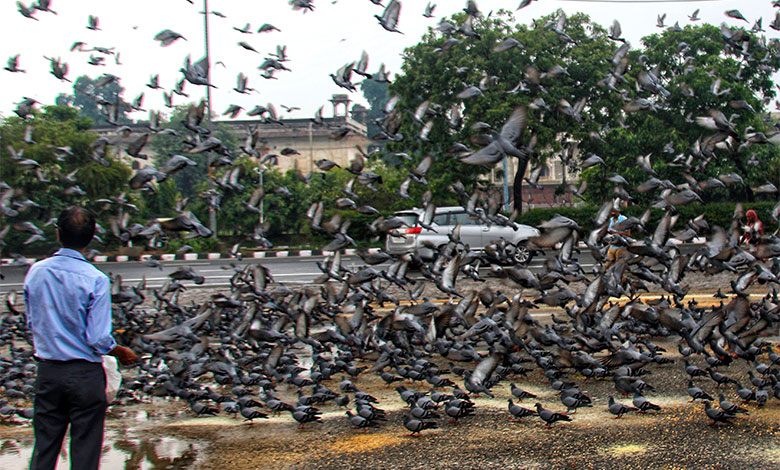 Pigeon