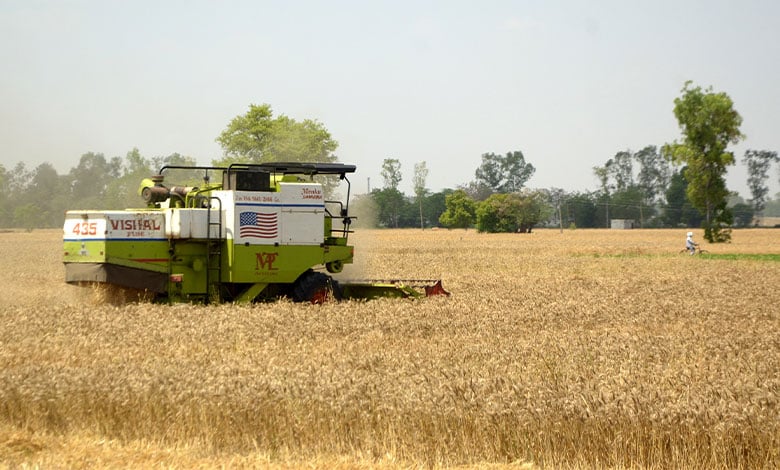 Wheat