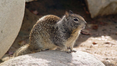 California Ground Squirrel