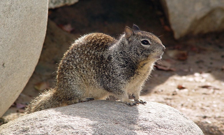 California Ground Squirrel