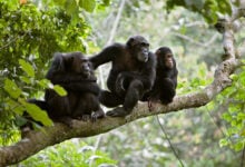 Chimpanzee