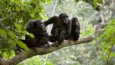 Chimpanzee