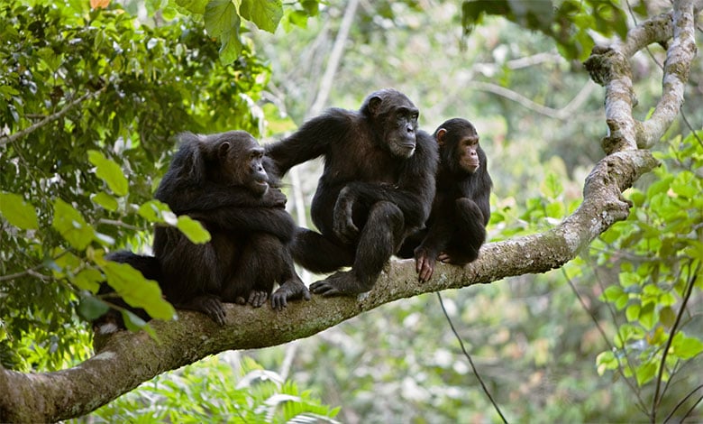 Chimpanzee