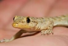 Mediterranean House Gecko
