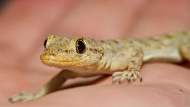 Mediterranean House Gecko