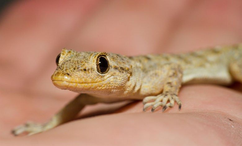 Mediterranean House Gecko