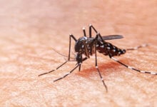 Mosquito