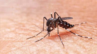 Mosquito