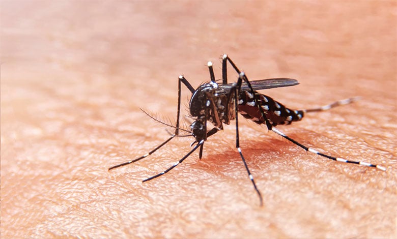 Mosquito