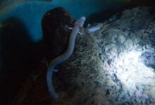 Olm