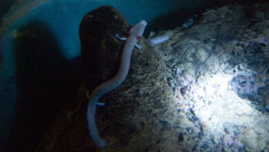 Olm