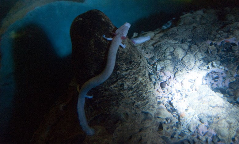 Olm