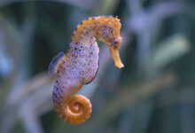 Seahorse