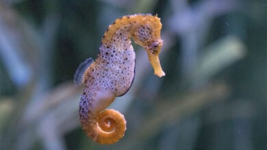 Seahorse