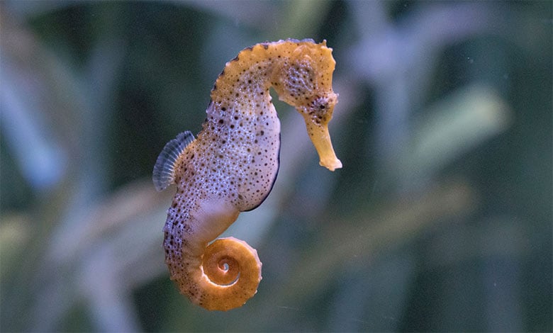 Seahorse