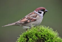 Sparrow