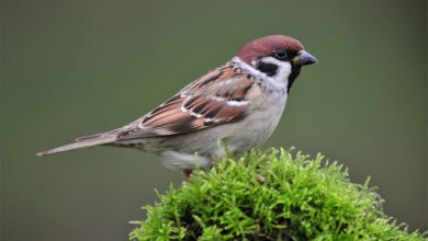 Sparrow