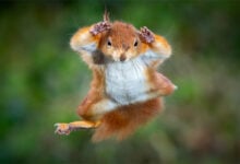 Squirrel