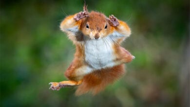 Squirrel