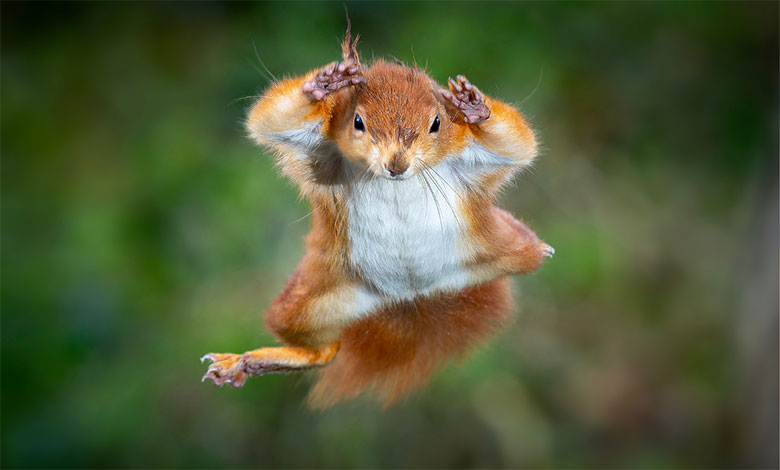 Squirrel